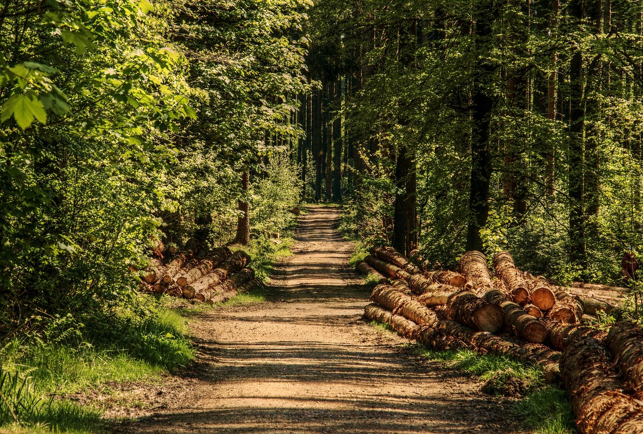 Green Forest - Carbon Neutral